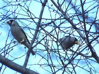 写真:黄色くて太いくちばしが特徴のイカル