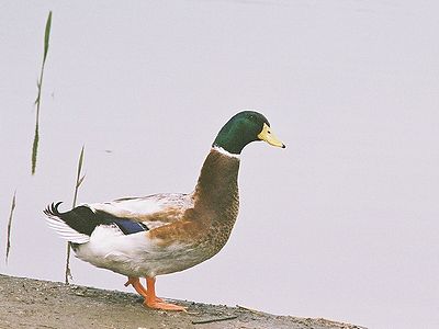 写真:頭部の緑が美しいマガモ