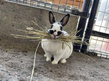 写真：カイウサギのシーちゃん