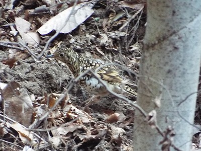 写真:落ち葉をどかして餌を探すトラツグミ