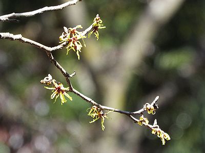 写真:黄色い細長い花びらをもつマンサク