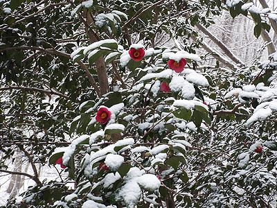 写真:常緑の葉と真っ赤な椿の花に白い雪が映えている