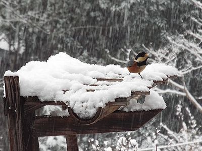 写真:雪の積もるエサ台に集まるヤマガラ