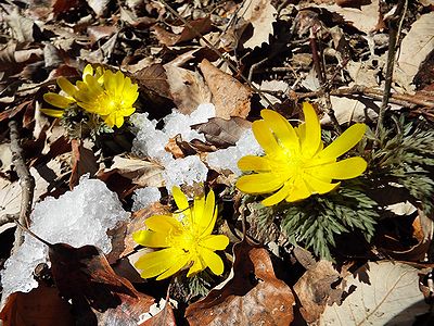 写真:パラボラアンテナのように花弁を広げたフクジュソウ