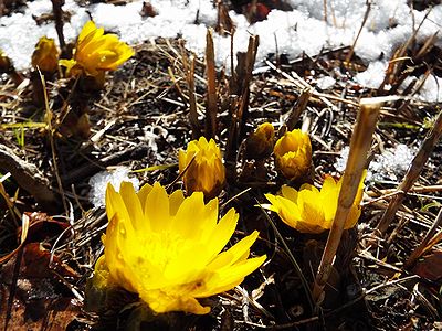 写真:まぶしいほどの黄色い花フクジュソウ