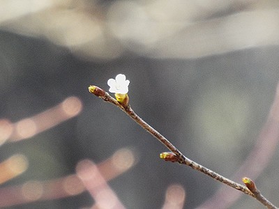 写真:枝先で咲く一輪のチョウジザクラ