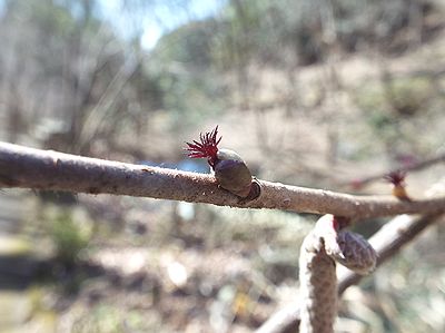 写真:蕾から赤い柱頭だけ出すツノハシバミの花