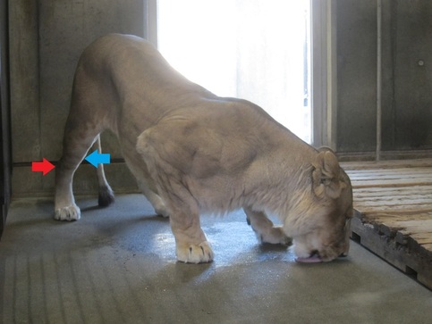 写真：綺麗に餌を完食するメスライオンのライラ