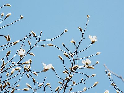写真:青空に映えるコブシの白い花