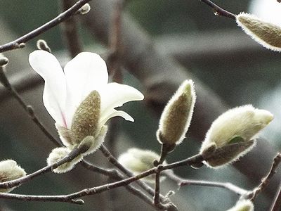 写真:毛皮の冬芽から白い花弁がひらいたコブシ