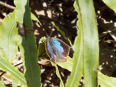 写真:羽を広げると光沢のある青紫色が美しいムラサキシジミ