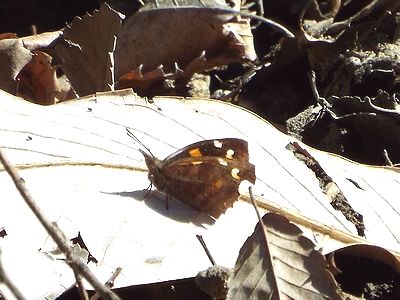 写真:とんがった頭部が天狗のようなテングチョウ