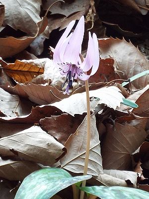 写真:下向きに花を咲かすカタクリ