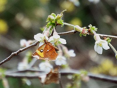 写真:下向きに咲くチョウジザクラの花にしっかりとつかまるイカリモンガ