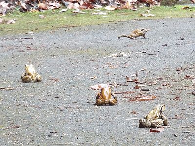 写真:園路を同じ方向に向かって進む4匹のアズマヒキガエル