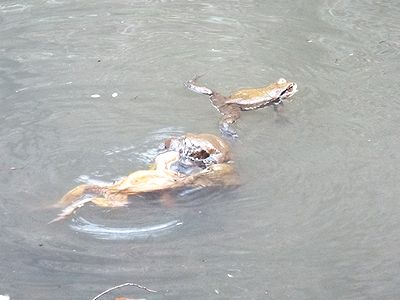 写真:沼の中で数匹のカエルがしがみつきあって団子状になっている