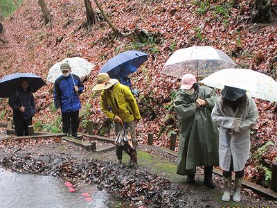 写真:ヤブツバキの花が水面に浮かぶ池を覗き込む参加者たち