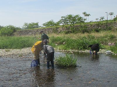 写真:川の流れに網を入れる親子