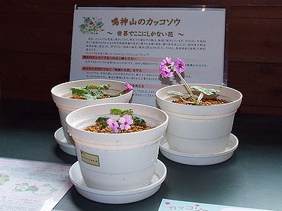 写真:3つの植木鉢でカッコソウが花を咲かせている