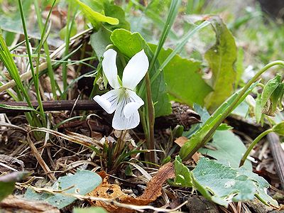 写真:白い花をつけるアリアケスミレ