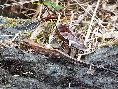 写真:石の上に出てきた小さなニホンカナヘビ