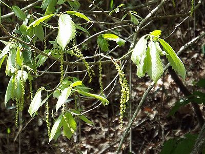 写真:糸のように細長い花序が風にゆれ光っている