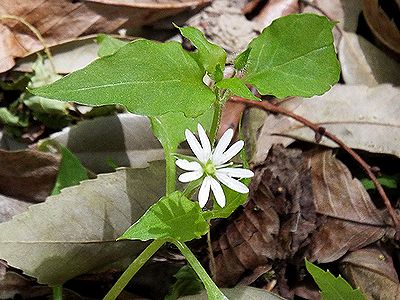 写真:ハコベに似た白い花だが、花の直径は1センチメートルほどと大きい