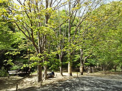 写真:ハンミョウ広場のベンチで休む来園者の頭上にトチノキの若葉が開きはじめている