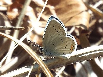 写真:ヤマトシジミに似た白い蝶、下の翅に突起がある