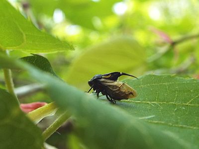 写真:兜をかぶったようなタケウチトゲアワフキ