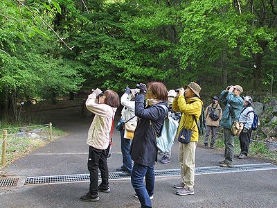 写真:葉っぱの影に隠れる鳥を双眼鏡で探す参加者たち