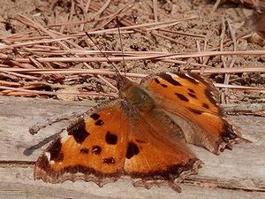 写真:オレンジ色の翅をひろげて丸太にとまるヒオドシチョウ