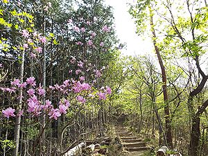 写真:あかまつのみちの尾根道に咲くピンク色のミツバツツジ