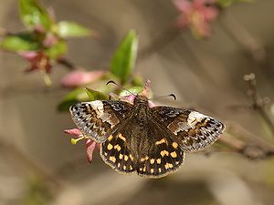 写真:茶色の翅に白いレースのような模様のミヤマセセリ