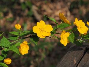 写真:濃い黄色のヤマブキの花と葉の緑色の対比が美しい