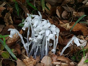 写真:葉緑素を持たない白い寄生植物、おばけのような形のギンリョウソウ