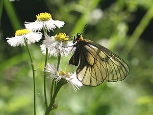 写真:透けた羽を持つ蝶、ウスバシロチョウがハルジオンで吸蜜している