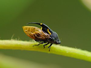 写真:黄金の体に黒い兜かぶったような虫、タケウチトゲアワフキ