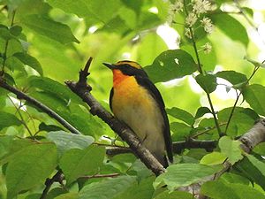 写真:喉が鮮やかなオレンジ色の鳥、キビタキ