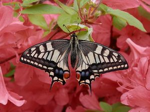 写真:ヤマツツジの花で吸密する大型の蝶、キアゲハ