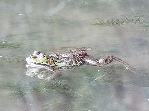 写真:繁殖機に池に集まったトウキョウダルマガエルが水面にプカーと浮かんでいる