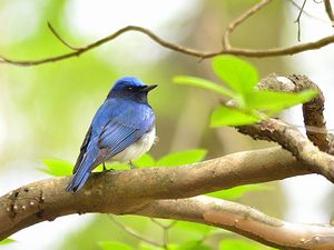 写真:木の枝にとまるオオルリ