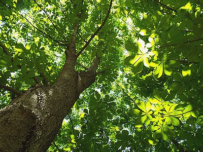 写真:空が見えないほど、大きな葉をひろげたトチノキ