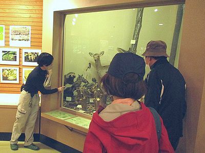 写真:展示室の剥製を使って説明をする職員