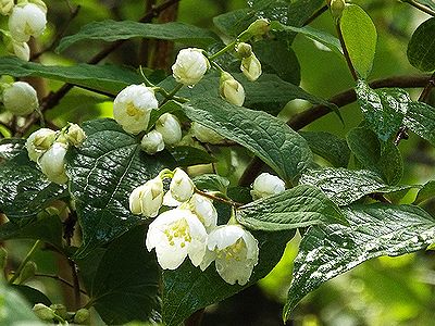 写真：木陰で梅に似た花を下向きに咲かせるバイカウツギ