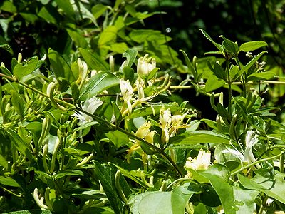 写真：他の木にからまり太陽の光をあびるスイカズラの花