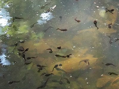 写真:沼一面に泳ぎ回る真っ黒なオタマジャクシ