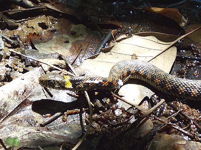 写真:岸辺で首を持ち上げるヤマカガシ