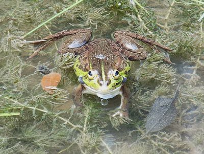 写真:トノサマガエルに似たトウキョウダルマガエル