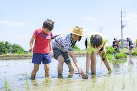 写真：日本酒ができるまで 「Part1：酒米の田植え体験」